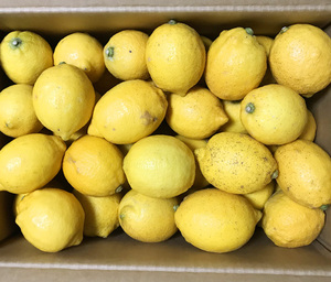 自然栽培 レモン(3kg)★安心安全の完全無農薬・無肥料の究極の自然農法で作った柑橘類★大地の力を感じられ、自然の恵みが詰まっています♪