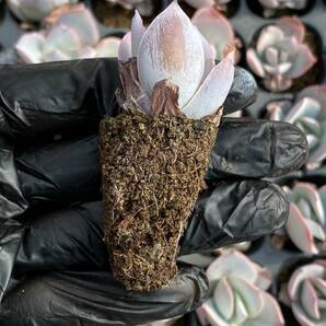 20株Y178多肉植物 エケベリア カンテ 超美苗 サボテン 観葉植物 花 園芸 レア種 土と根付きでの画像2