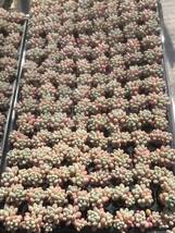 20株 V603 多肉植物 エケベリア ロココ 多頭 超美苗 サボテン 観葉植物 花 園芸　レア種 土と根付きで_画像4