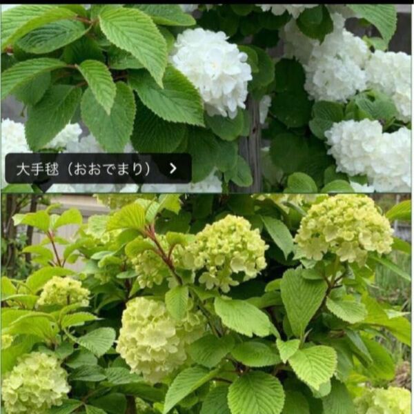 大手まり さし穂3本