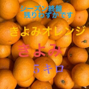 きよみオレンジ５キロ 普通栽培　訳あり
