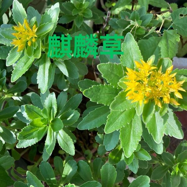 麒麟草 挿し穂5本、