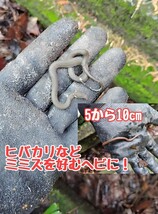 ミミズ　130匹　フトミミズ　爬虫類 ヒバカリ　ヘビ　タカチホヘビ　カエル　トカゲ　餌　エサ　えさ　蛇_画像1