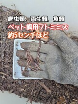 ドバミミズ100匹　ヤマメ　ウナギ　チヌ　スズキ　シロギス　ナマズ　フナ　鯉　スッポン　イワナ　ニジマス　ドンコ　ハゼ　亀　ギギ　_画像1