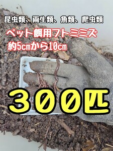 フトミミズ　 300匹　ミミズ　カエル　ヒキガエル　ウシガエル　両生類