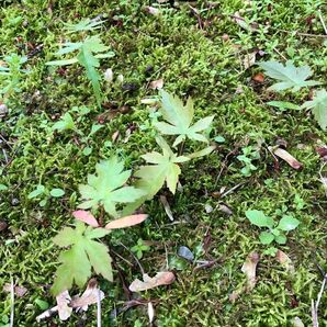 もみじ　新芽/山紅葉/もみじ/根付き/紅葉/苗木/抜き苗/紅葉盆栽/イロハモミジ　6本