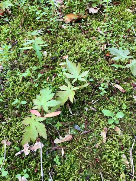 もみじ　新芽/山紅葉/もみじ/根付き/紅葉/苗木/抜き苗/紅葉盆栽/イロハモミジ　6本