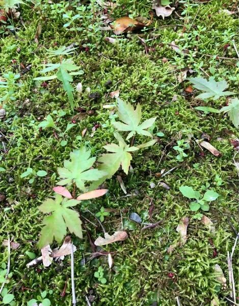 もみじ　新芽/山紅葉/もみじ/根付き/紅葉/苗木/抜き苗/紅葉盆栽/イロハモミジ　6本