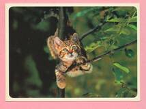 猫(11) V54◆ビンテージポストカード フランス ドイツ ベルギー イタリア イギリス ネコ ねこ 子猫 外国絵葉書_画像2