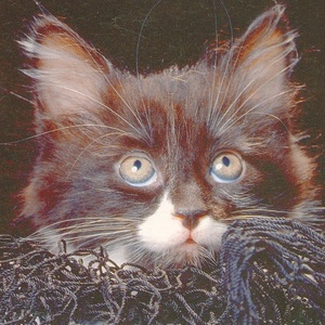 猫(32) K87◆ビンテージポストカード フランス ドイツ ベルギー イタリア イギリス ネコ ねこ 子猫 外国絵葉書