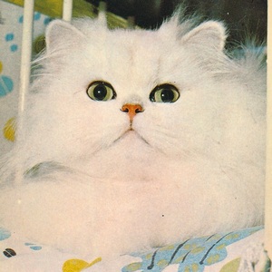 猫(29) K87◆ビンテージポストカード フランス ドイツ ベルギー イタリア イギリス ネコ ねこ 子猫 外国絵葉書