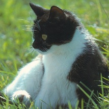 猫(37) V54◆ビンテージポストカード フランス ドイツ ベルギー イタリア イギリス ネコ ねこ 子猫 外国絵葉書_画像1