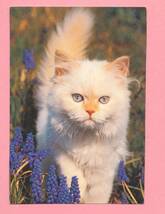 猫(36) V54◆ビンテージポストカード フランス ドイツ ベルギー イタリア イギリス ネコ ねこ 子猫 外国絵葉書_画像2