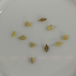 Boswellia frereanaボスウェリアネグレクタ 種子10粒★第四種送料（24）