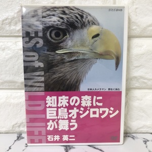 送料180円/1枚 dvd 知床の森に巨鳥オジロワシが舞う