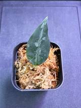 LA便ネームド株　Aglaonema pictum tricolor "kashyyyk" 【LA0816-1ss】_画像2