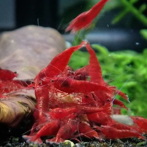  red fire - Cherry shrimp 20 pcs 
