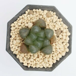 ★ドドソン紫オブツーサOB1∮ハオルチア∮多肉植物専門店★多肉永遠∮多肉植物 Haworthia★