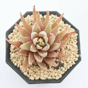 ★白蝶∮ハオルチア∮多肉植物専門店★多肉永遠∮多肉植物 Haworthia★