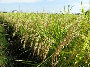 *. peace 5 fiscal year Niigata Koshihikari agriculture house exhibition brown rice 30Kg