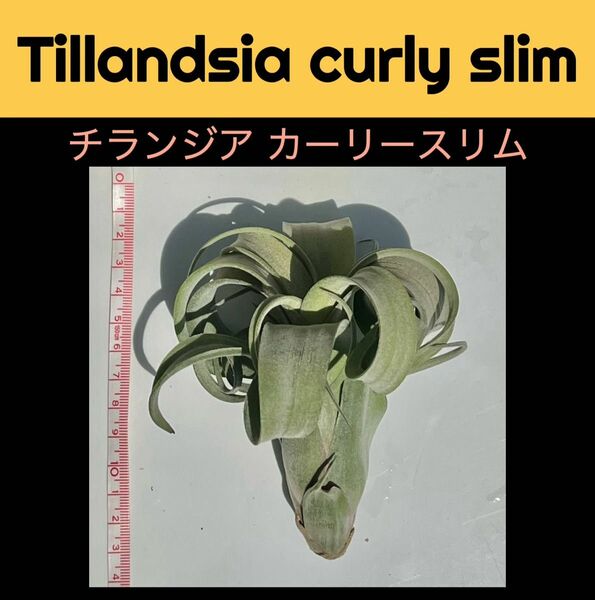 Tillandsia curly slim チランジア　カーリースリム 