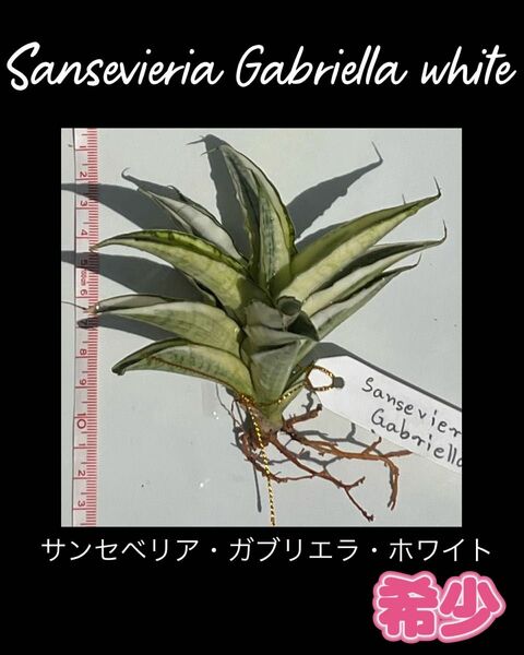 Sansevieria Gabriella White Variegated サンスベリア ガブリエラ 斑入り　希少