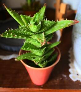 翡翠殿（ひすいでん） アロエ 　カット苗 12㎝　　植物何点でも送料一律300円(第四種郵便