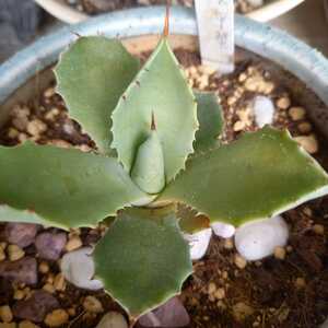 .... agave isis men sisAgave Isthmensis. seedling departure root equipped together transactions possibility 