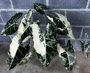 アロカシア Alocasia frydex var No1