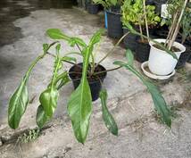 フィロデンドロン philodendron joepii No4 _画像1