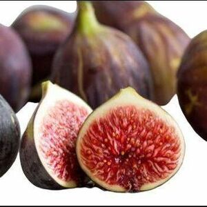 イチジク 穂木 挿し穂▲Iraqi (イラキ) fig (太)