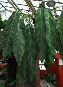 アンスリウム Anthurium big bill No2