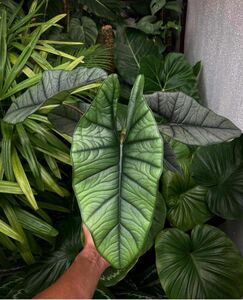 アロカシア Alocasia Platinum No1