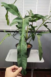 フィロデンドロン Philodendron longilobatum lelano miyano No4