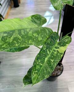 フィロデンドロン Philodendron Jose buono variegated No3 