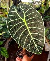 アロカシア Alocasia watsoniana No2 大株_画像2