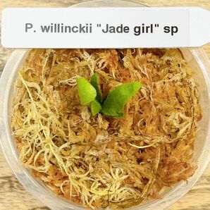 ビカクシダ　P. willinckii "Jade girl" sp