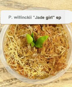 ビカクシダ　P. willinckii "Jade girl" sp