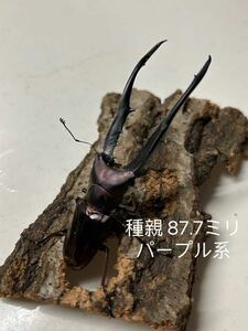 「ＢＳＫ」大型パープル系　メタリフェルホソアカクワガタ　ペレン島産 初～2令　幼虫4頭+おまけ1頭　追加可能