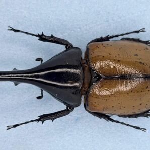 昆虫標本 ヘラクレス モリシマイ 122ミリ ボリビア産 野外品の画像1