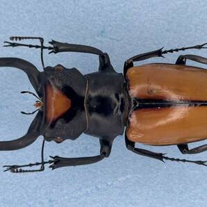 昆虫標本 特大 ヤスオカツヤクワガタ 86ミリ スマトラ産の画像1