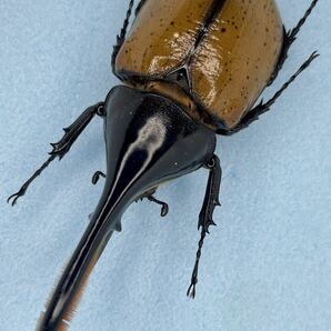昆虫標本 ヘラクレス モリシマイ 122ミリ ボリビア産 野外品の画像2