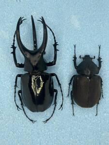 昆虫標本 大型 モーレンカンプオオカブト ペア オス 103ミリ メス 60ミリ 野外品 ボルネオ産 