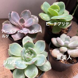 多肉植物 エケベリア4点抜き苗セット