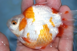  pictured sphere mackerel 1 pcs 2023 year production 2 -years old 1 week . reservation possible animation equipped normal . goldfish tama mackerel sphere .. short tail Short tail Tama .. crucian tail 