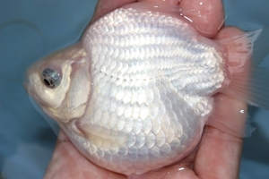  pictured sphere mackerel 1 pcs 2023 year production 2 -years old white 1 week . reservation possible animation 2 ps normal . goldfish tama mackerel sphere .. short tail Short tail Tama .. crucian tail 