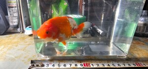  golgfish 2 -years old Aichi 