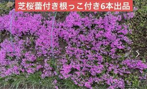 芝桜蕾付き根っこ付き10本出品ピンク系グランドカバー　花壇　庭　などお試しください。