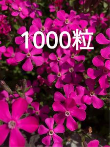 シレネ　ピンクパンサー　種約1000粒