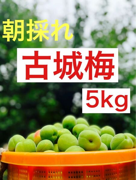 大特価！！紀州古城梅.5kg.訳あり品.農家直送